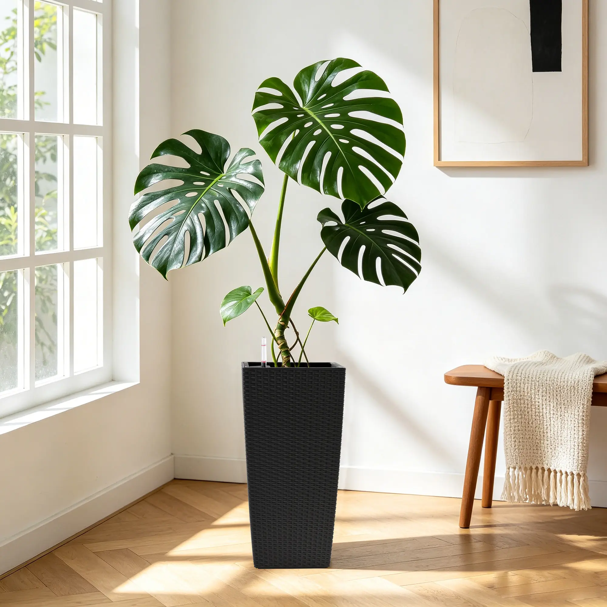 madagascar dragon tree dracaena Dracaena marginata – Diameter Plants