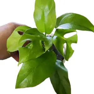 4" Rhaphidorpha Tetrasperma Mini Monstera Houseplant Cute Easy Care Decorative Plant
