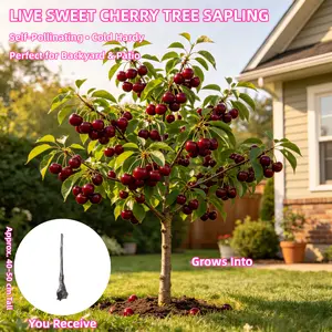 Sweet Cherry Tree Live Plant – Prunus avium Edible Fruit Tree 3-5 Year Bare Root Fast Bearing Outdoor