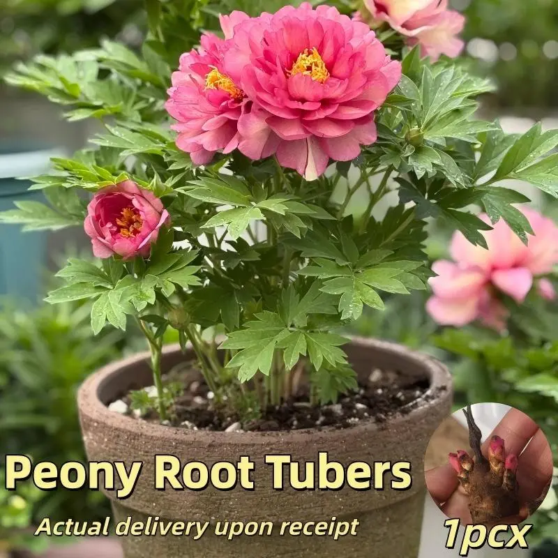 Vibrant Peony Bare Root Full Bloom Rhizome Home Balcony Patio Planting