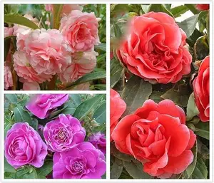 100 Seeds Mixed Double Camellia Impatiens Balsamina Flower Seeds