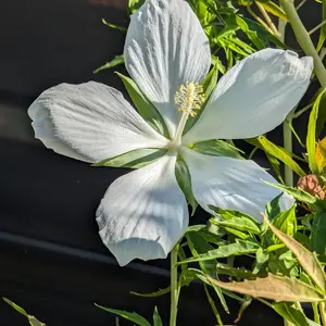 100pcsWhite Texas Star Hibiscus Wildflower Garden Seeds - Hibiscus Coccineus Alba - Non-gmo Heirloom Seeds for Butterfly & Moth Host Plant