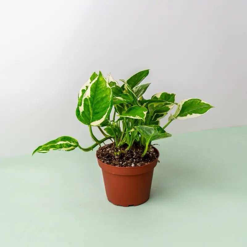 Pothos Njoy - 4 Inch Pot Pothos Njoy - 4 Inch Pot