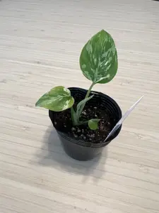 Monstera Burle Marx Flame Mint Variegated Live Plant 2 Inch Pot Rare Aroid Indoor Plant