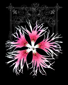 Rainbow Loveliness Dianthus Seeds