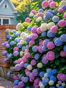 200 Pcs Mixed Color Hydrangea Seeds Pack for Home Garden Planting, Decorative Flower Garden Seeds for Backyard Garden Beds, Patio Containers and Outdoor Garden Spaces, Seeds Only Not Live Plants