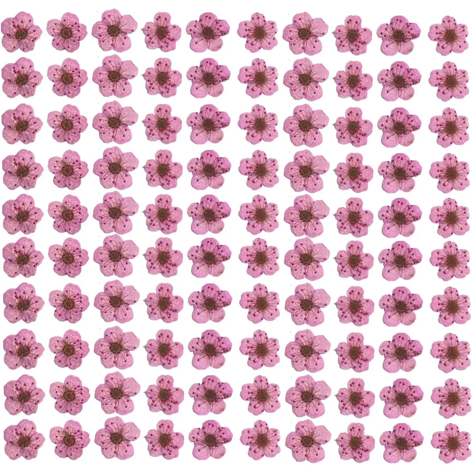 YUNZHI Pressed Flower for Resin Small Plum Blossom Narcissus, Dried Flower, Real Flower, Nail Flower Material, Glue Drop, Mobile Phone case, Hand Made 100pcs/pack (Pink)