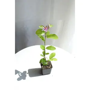 Lavender Star Flower Bonsai Tree - African Starbush Starter Plant