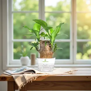 Livestream-Exclusive Link-Brazilian Wood-Easy Care Indoor Live Plant for Home Decor