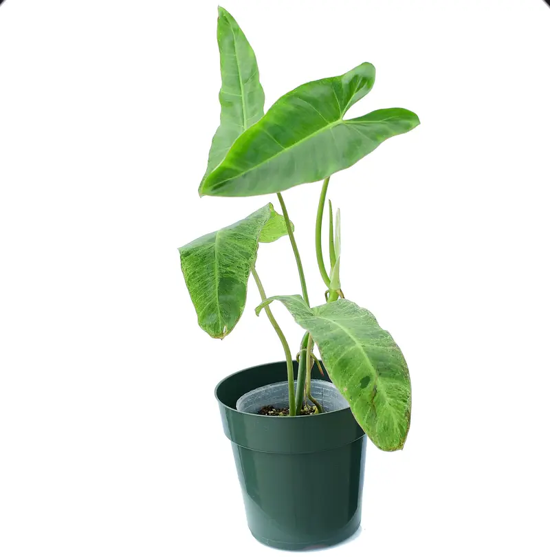 große philodendron Philodendron maximum – Foliage Factory main image 0