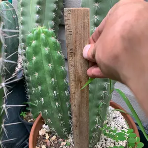 Stenocereus stellatus cactus cuttings 8-12” ! Beautiful and fast growing !!
