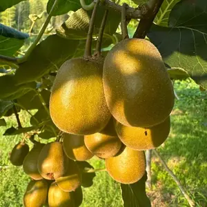 Red Kiwi Fruit Tree Seedling Live Plant, Red Flesh Kiwi Sapling for Garden, Patio or Container Growing