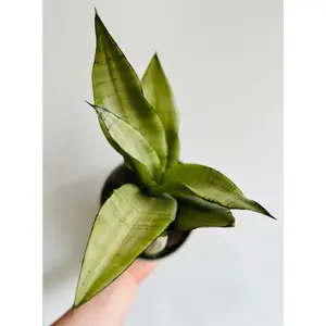 Sansevieria 'Moonshine' - 4" Pot