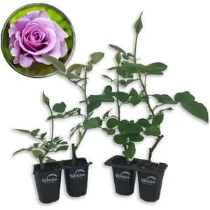 Lagerfeld Rose Bush - Live Starter Plants in 2 Inch Pots - Beautifully Fragrant Heirloom Rose from Florida - A Versatile Beauty with a Rich Fragrance