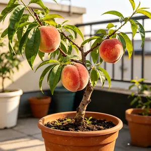 (HP#FF)Honey Peach Plant Seedlings – Easy to Grow, Garden Planting, Fresh Fruit Harvest, Backyard Orchard