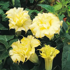 Green River 10 Double Golden Queen Angel Trumpet Seeds - Premium Trumpet Flower Seed Pack, Perennial Flower With Double-Petal Golden Blooms, Fragrant Evening Display For Tropical Gardens, Patio Containers, And Hummingbird-Friendly Landscaping