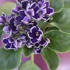 Violet African Plant with Vibrant Pink and White Flowers in a Pot