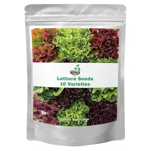 20,000+ Heirloom Lettuce Seeds Variety Pack for Indoor & Outdoor Gardening - Romaine, Iceberg, Boston, Bibb & More - Non-GMO, Easy to Grow, Perfect for Hydroponics & Containers