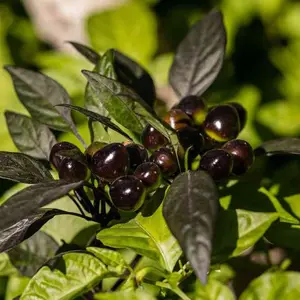 Pepper Seeds - Hot Pepper - Black Olive