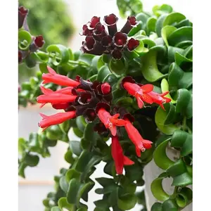 Twisted lipstick plant (Aeschynanthus spp Rasta) 4" pot  House Plant Tropical Plant Houseplants