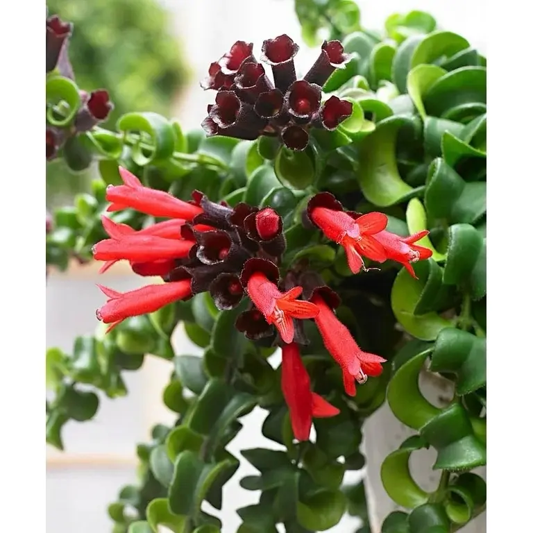 Twisted lipstick plant (Aeschynanthus spp Rasta) 4" pot  House Plant Tropical Plant Houseplants