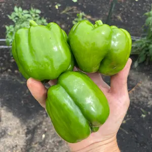 King Arthur Bell Pepper Seed