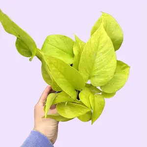 Neon Pothos - Epipremnum aureum 'neon' - Vibrant Chartreuse Yellow Leaves - Easy Care Houseplant