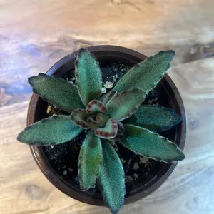 Kalanchoe Tomentosa "Chocolate Soldier" Potted Succulent Plant - Low-Maintenance Indoor/Outdoor Houseplant for Home Decor