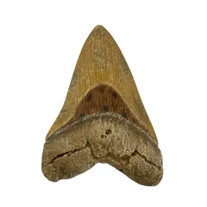 Science Museum of Minnesota Megalodon Tooth Replica
