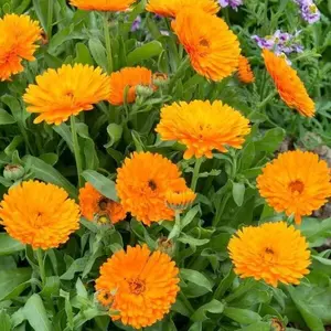 150 PCS Mixed Color Calendula Seeds , Easy to Grow Pot Marigold Garden Flower Seeds for Outdoor Planting, Bright and Cheerful Backyard Flowers