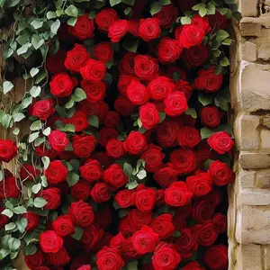 200 Red Climbing Rose Flower Seeds Pack for Garden and Patio Planting, Classic Flower Seeds for Backyard Fences and Outdoor Beds, Seeds Only, Not Live Plants