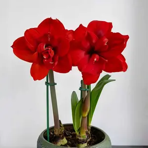 1 Amaryllis bulb (not seed), Double King variety, flower ball, two large red flowers, bright colors, easy to plant, suitable for garden potted planting, both indoors and outdoors.