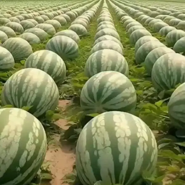 Watermelon Seeds for Planting Non GMO Heirloom Seeds Instant Latch Fresh Garden...