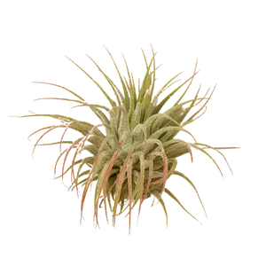 Tillandsia Air Plant Ionantha Guatemala