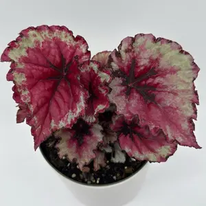 Begonia Exotica ‘Raspberry Beret’ 6” Pot – Rare Begonia | Unique Patterned Leaves | Easy-Care Indoor Houseplant