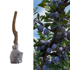 Premium Plum Tree Starter • Sweet Prune Fruit Variety • Easy Grow Backyard Tree • Cold Hardy • Home Garden Favorite • Outdoor Planting Stock