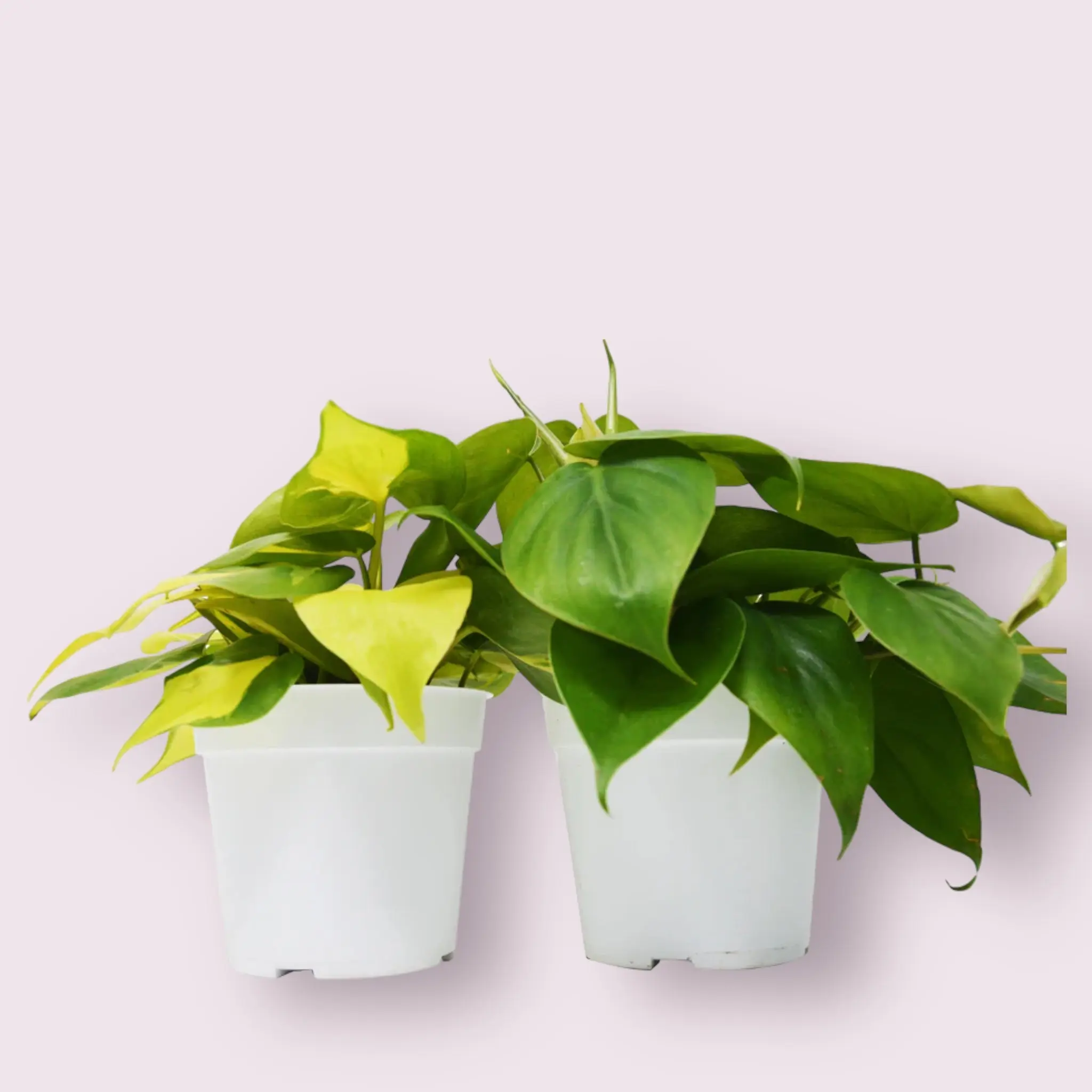 Philodendron Variety Pack