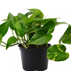 Golden Pothos Plant in Black Pot - Vibrant Green Leaves with Yellow Edges - Easy Care Indoor Houseplant