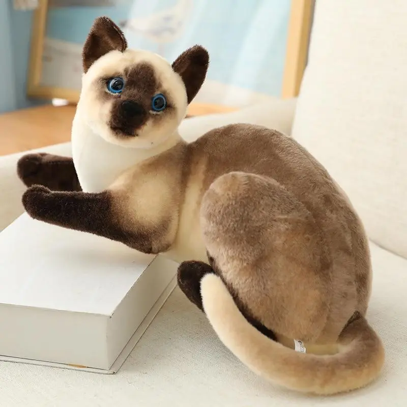 siam lying 25cm