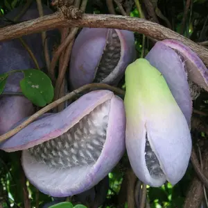 Akebia quinata chocolate vine fruit - live rooted plant