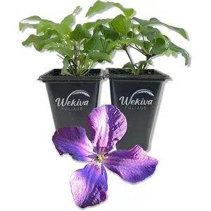 Clematis Polish Spirit - Live Starter Plants in 2 Inch Growers Pots - Starter Plants Ready for The Garden - Rare Clematis for Collectors