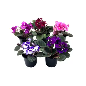 Five Pots of 4" African Violet, Assorted Colors, Saintpaulia ionantha, Flowering Plants, House Plants - Colors depend on Availability