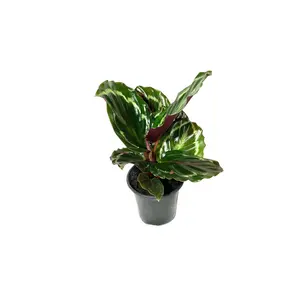 Calathea Medallion - Live Plant in a 4 Inch Pot - Calathea Roseopicta - Beautiful Easy to Grow Air Purifying Indoor Plant