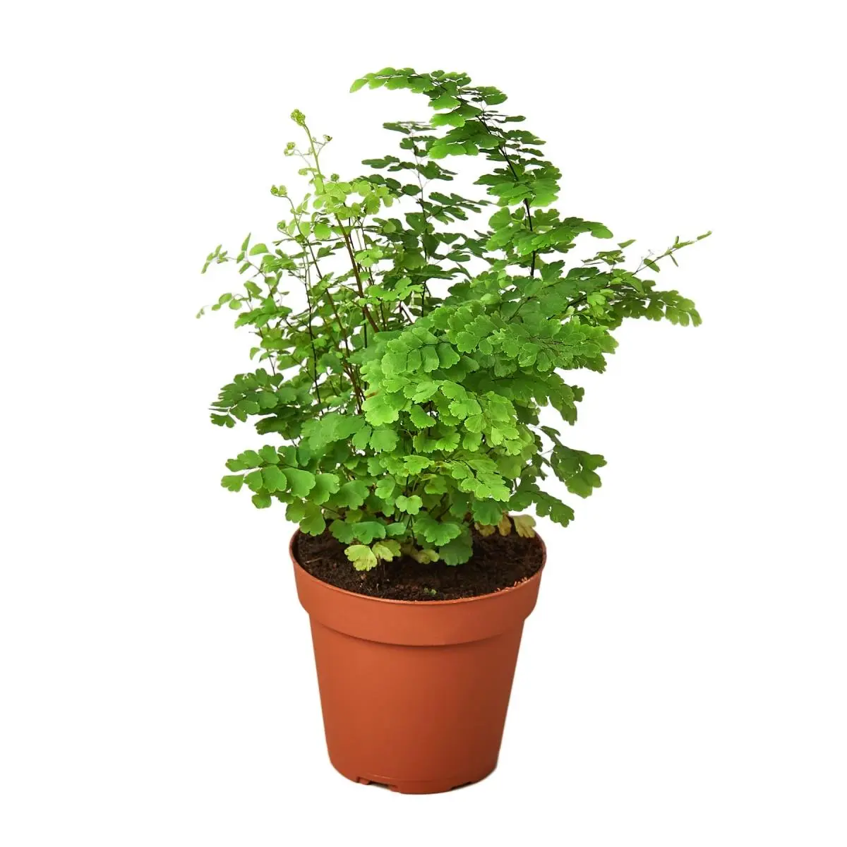 212 MAIN Maidenhair Fern Tropical House Plant - 4 in. Pot, Easy-Care Live Indoor Plant, Partial Shade Option for Home Decor Aesthetics, Live Indoor Plants