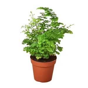 212 MAIN Maidenhair Fern Tropical House Plant - 4 in. Pot, Easy-Care Live Indoor Plant, Partial Shade Houseplant for Home Decor Aesthetics, Houseplants