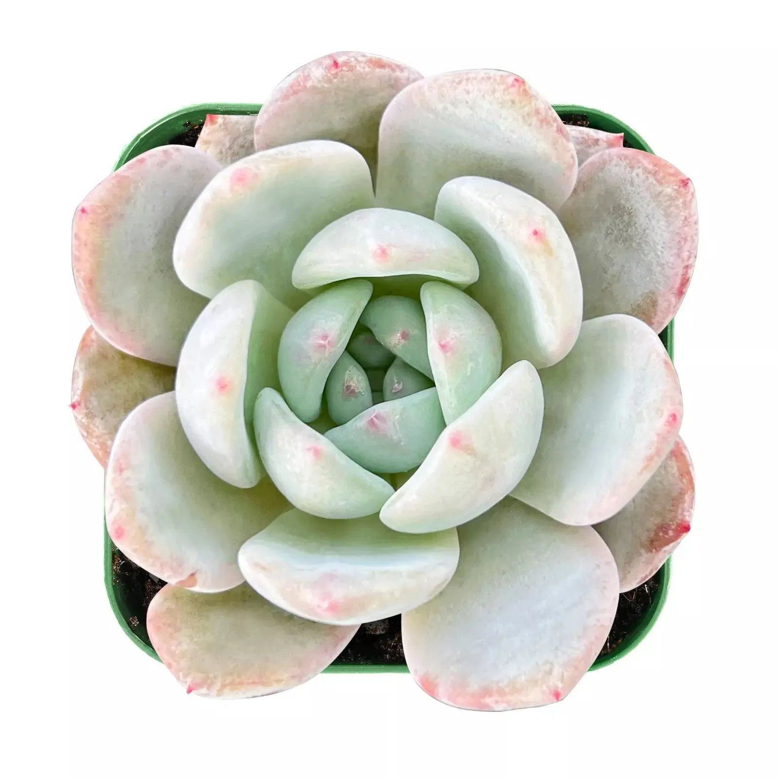 Live Fresh Rosette Echeveria Snow Angel Plant, Fully Rooted in 2 inch Plant Pot