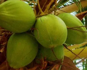 COCONUT (Green) hawaiian plant palm tree Cocos nucifera ready to pot,1 live SEED