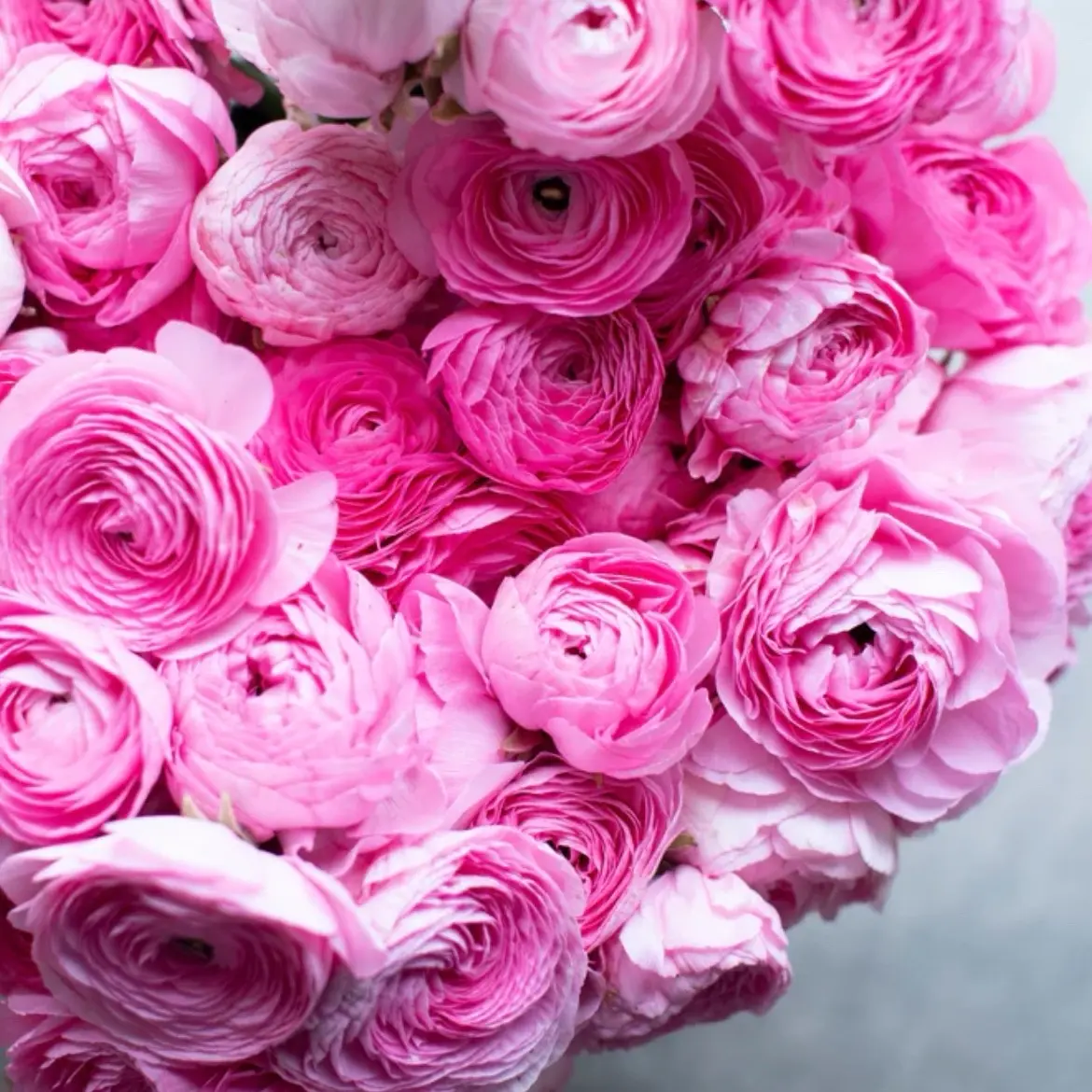 Amandine Barby Ranunculus Corms (10)