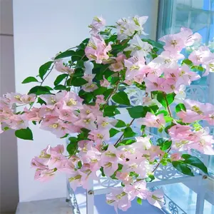 Pink Bougainvillea-South American Jasmine Seeds Striking Landscaping Privacy Screen Plant Fast Growing & Maintain