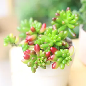 Pink Jelly Bean Sedum - Sedum rubrotinctum